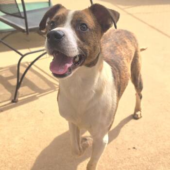 COLBY -  Rat Terrier and Boxer Dog for Adoption in Athens, Alabama - COLBY | PetCurious
