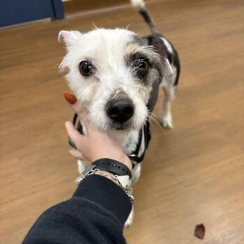 Harley -  Jack Russell Terrier and Mixed Breed Dog for Adoption in Beaumont, Texas - Harley | PetCurious