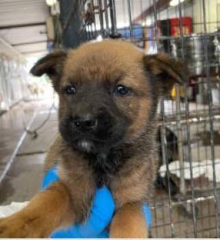Mixed Breed Dogs Available for Adoption in West Chester, Pennsylvania - Calla | PetCurious