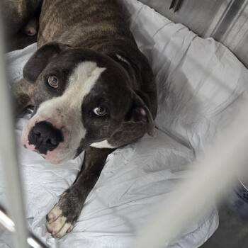 Ford -  Mixed Breed Dog for Adoption in Newark, New Jersey - Ford | PetCurious