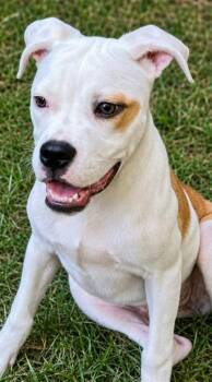 Harmony -  Boxer and Terrier Dog for Adoption in El Dorado, Arkansas - Harmony | PetCurious