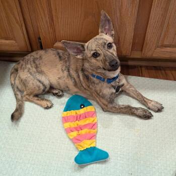 Mixed Breed Dogs Available for Adoption - Senrielle | PetCurious