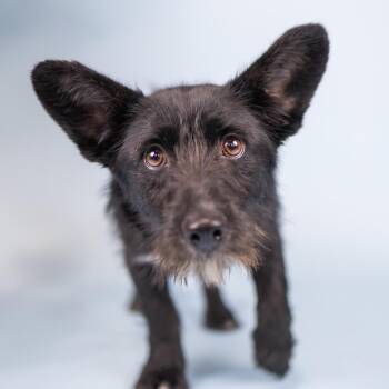 Belinda -  Terrier Dog for Adoption in Portland, Oregon - Belinda | PetCurious