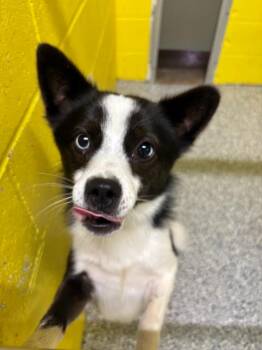 Mr. Oreo -  Border Collie and Shepherd Dog for Adoption in Cambridge, Maryland - Mr. Oreo | PetCurious