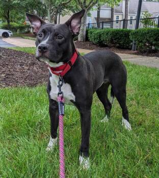 Rescue Pit Bull Terrier Dogs for Adoption in Charlotte, North Carolina - Bohd | PetCurious