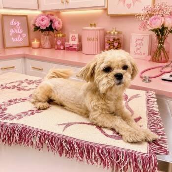 Zsa Zsa 06-2332 -  Lhasa Apso and Shih Tzu Dog for Adoption in Tyrone, Georgia - Zsa Zsa 06-2332 | PetCurious