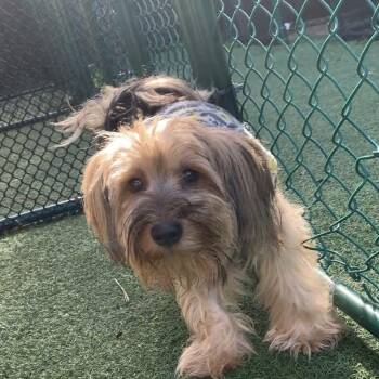 Ziggy 5340 -  Yorkshire Terrier Dog for Adoption in Loxahatchee Groves, Florida - Ziggy 5340 | PetCurious