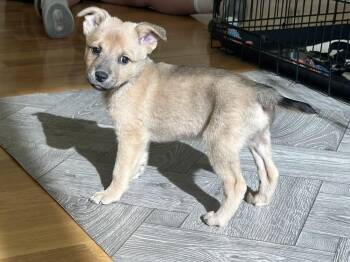BUTTERS -  Shepherd Dog for Adoption in Broomfield, Colorado - BUTTERS | PetCurious