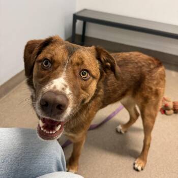 Shepherd Dogs Available for Adoption - Casey | PetCurious