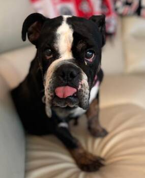Rescue English Bulldog Dogs for Adoption in Council Bluffs, Iowa - Cookie | PetCurious