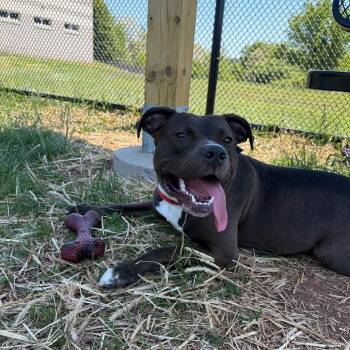 Swiss Roll -  Pit Bull Terrier Dog for Adoption in York, Pennsylvania - Swiss Roll | PetCurious