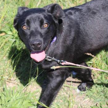 Shakespeare -  Labrador Retriever and Mixed Breed Dog for Adoption in West Point, Mississippi - Shakespeare | PetCurious