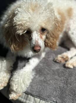 Poodle Dogs Available for Adoption in Wolcott, Connecticut - Diana | PetCurious