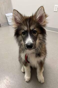 Capuchino -  German Shepherd Dog and Husky Dog for Adoption in Delray Beach, Florida - Capuchino | PetCurious