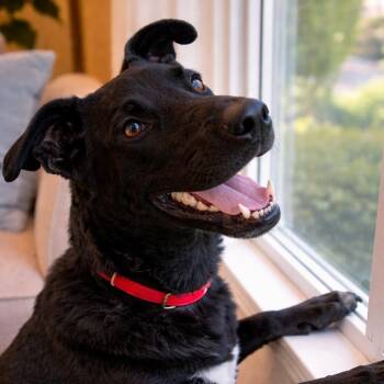 Shepherd and Labrador Retriever Dogs Available for Adoption - Rex - Smart, Well Mannered, Lover Boy And Great With Dogs!  | PetCurious