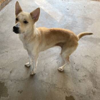 Rescue Husky Dogs for Adoption in Stilwell, Oklahoma - Noodles | PetCurious