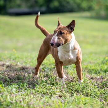 Bull Terrier Dogs Available for Adoption in Bartlett, Tennessee - Trouble | PetCurious