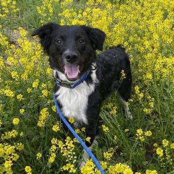 Jasper -  Australian Shepherd Dog for Adoption in Allegan, Michigan - Jasper | PetCurious