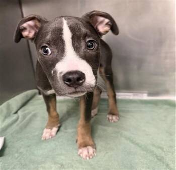 BERT -  Pit Bull Terrier and Mixed Breed Dog for Adoption in St. Louis, Missouri - BERT | PetCurious