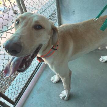 Deputy -  Yellow Labrador Retriever Dog for Adoption in Edinburg, Texas - Deputy | PetCurious