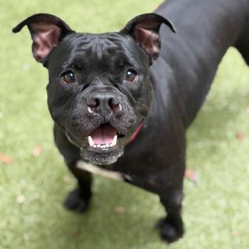 Charlene -  Mixed Breed Dog for Adoption in Titusville, Florida - Charlene | PetCurious