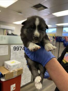Quinn -  Siberian Husky Dog for Adoption in Victorville, California - Quinn | PetCurious