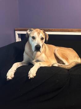 Great Dane Dogs Available for Adoption in Germantown, Ohio - Toasted Marshmallow | PetCurious