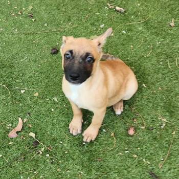 Rescue Belgian Shepherd Malinois Dogs for Adoption in Austin, Texas - Shilo TM | PetCurious