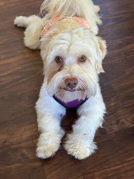 Toby in Vernon Hills, Illinois -  Havanese Dog for Adoption in Livonia, Michigan - Toby In Vernon Hills, Illinois | PetCurious