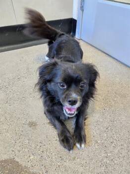 Rescue Chihuahua and Terrier Dogs for Adoption in Palo Alto, California - FRANCIS | PetCurious