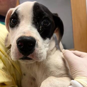 Chippy Dippy Dopey Dup -  Mixed Breed Dog for Adoption in Charleston, West Virginia - Chippy Dippy Dopey Dup | PetCurious