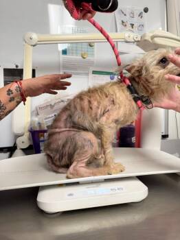 Toast -  Yorkshire Terrier and Chihuahua Dog for Adoption in Trenton, New Jersey - Toast | PetCurious