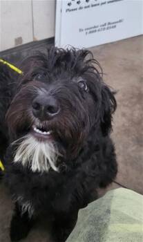 DICE -  Mixed Breed Dog for Adoption in Dallas, Texas - DICE | PetCurious