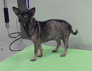Chihuahua and Mixed Breed Dogs Available for Adoption in Houston, Texas - BEBA | PetCurious