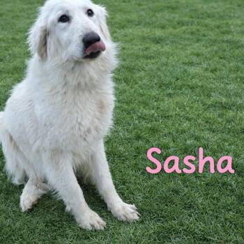 Great Pyrenees Dogs Available for Adoption in Hohenwald, Tennessee - Sasha | PetCurious