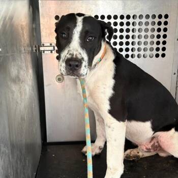 Schrader -  Pit Bull Terrier Dog for Adoption in Birmingham, Alabama - Schrader | PetCurious