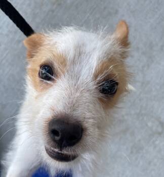 Rescue Jack Russell Terrier Dogs for Adoption in Chattanooga, Tennessee - Asher | PetCurious