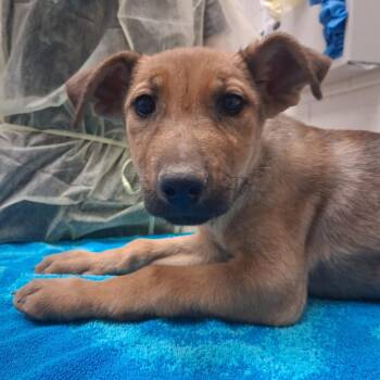 Wyll -  German Shepherd Dog and Labrador Retriever Dog for Adoption in Murray, Utah - Wyll | PetCurious