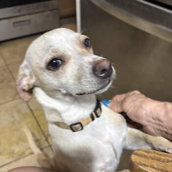 Miniature Pinscher and Chihuahua Dogs Available for Adoption in Phoenix, Arizona - Poncho | PetCurious