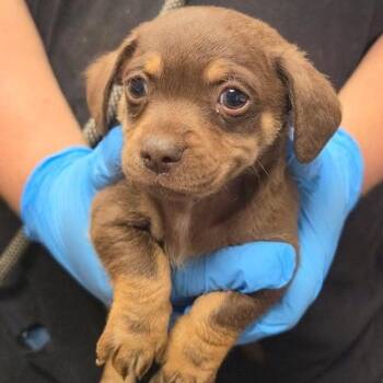 Church -  Mixed Breed Dog for Adoption in Yuma, Arizona - Church | PetCurious