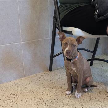 Nina -  Mixed Breed Dog for Adoption in Fenton, Michigan - Nina | PetCurious