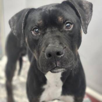 Boy -  Pit Bull Terrier and Mixed Breed Dog for Adoption in Pelham, New Hampshire - Boy | PetCurious