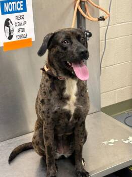Catahoula Leopard Dog Dogs Available for Adoption in Winder, Georgia - 2026-05-020 | PetCurious