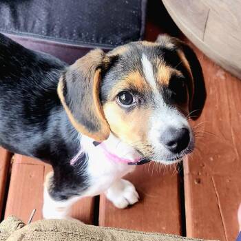 Journey -  Beagle and Mixed Breed Dog for Adoption in Shorewood, Illinois - Journey | PetCurious