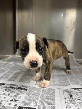 Catahoula Leopard Dog and Boxer Dogs Available for Adoption - Sienna | PetCurious