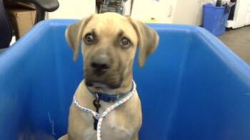 TUFFY -  Mixed Breed Dog for Adoption in Dallas, Texas - TUFFY | PetCurious