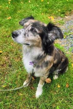 Lucee -  Australian Shepherd Dog for Adoption in Collegeville, Pennsylvania - Lucee | PetCurious