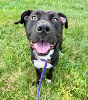 DENNIS -  Pit Bull Terrier Dog for Adoption in Charlotte, North Carolina - DENNIS | PetCurious