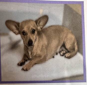 Rescue Miniature Dachshund and Chihuahua Dogs for Adoption in Sugar Land, Texas - Seren | PetCurious