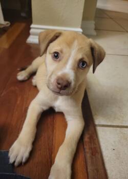 Chihuahua and Husky Dogs Available for Adoption in Missouri City, Texas - Evangeline WA14350-T LOCAL Adoption Event In Bellevue 5-24 | PetCurious